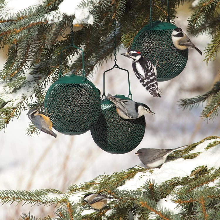 Green Seed Ball set of 3 with diamond-shaped mesh, hanging from a tree, each holding 1-1/4 lbs. of sunflower seeds, attracting clinging birds.