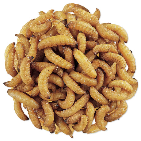 Close-up of WaxSnax Roasted Waxworms in a resealable bag, showcasing plump, dehydrated wax moth larvae for bird feeding.
