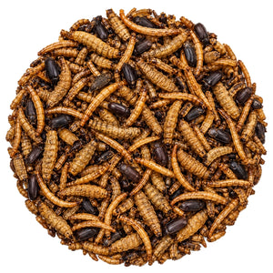 Circular pile of dried black soldier fly larvae, mealworms, and darkling beetles for feeding wild birds.