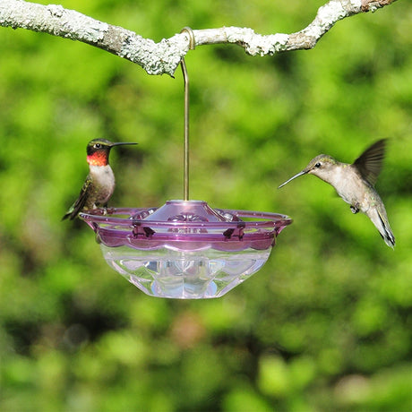 Aspects Plum Mini HummBlossom feeder with two ruby-throated hummingbirds—one hovering, one perched—on a tree branch, showcasing its plum top and clear basin.