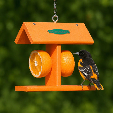 Duncraft EZ Fruit Feeder with orange halves, Baltimore Oriole perched. Durable recycled plastic, dual skewers for oranges, designed for easy bird access and feeding.