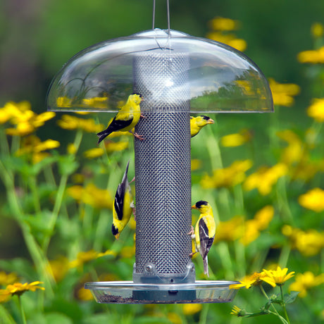 Nyjer® Seed Bird Feeders