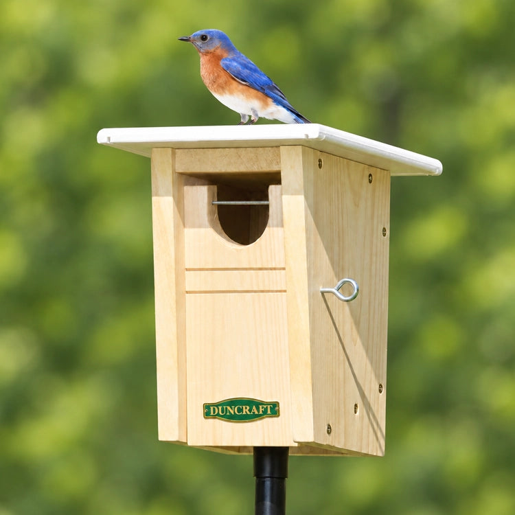 Duncraft Bluebird Trail House & Pole featuring a bluebird perched on the birdhouse, designed to attract bluebirds and deter House Sparrows.
