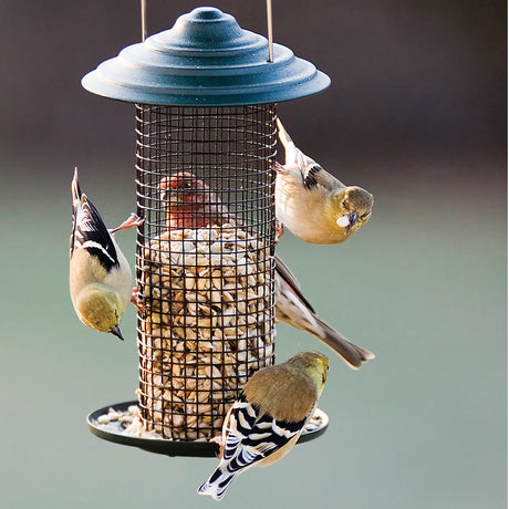 Mini Magnum Sunflower Feeder with birds perched, feeding on black oil sunflower seeds. Steel mesh design and seed tray visible.