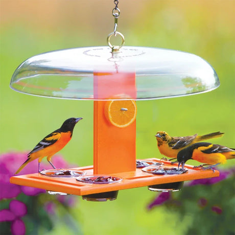 Duncraft Deluxe Oriole Jelly Feeder with weather dome, stocked with oranges and jelly, attracting two male and one female oriole in a garden setting.