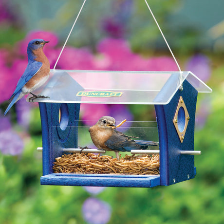 Bluebird Feeders
