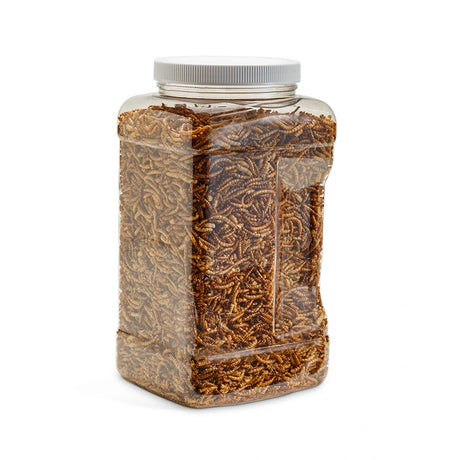Duncraft Dried Mealworms, 20 oz. container, showcasing brown mealworms inside a clear plastic container with a lid, perfect for bird feeding.