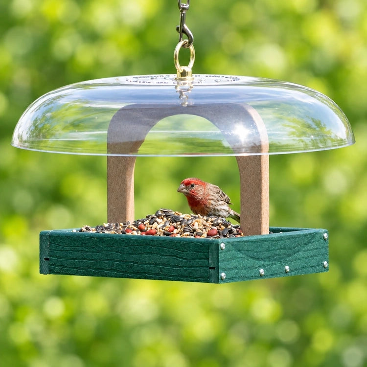Male house finch feeding in a green hanging platform bird feeder beneath a clear dome roof.