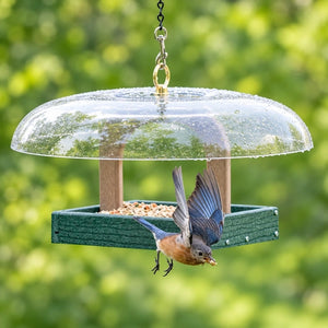Bluebird flying away from a green platform bird feeder with raindrops on its clear dome roof.