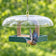 Bluebird flying away from a green platform bird feeder with raindrops on its clear dome roof.