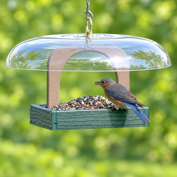 Bluebird holding a seed while perched on the edge of a green platform feeder beneath a clear dome roof.