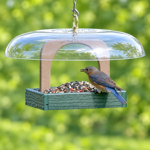 Bluebird holding a seed while perched on the edge of a green platform feeder beneath a clear dome roof.