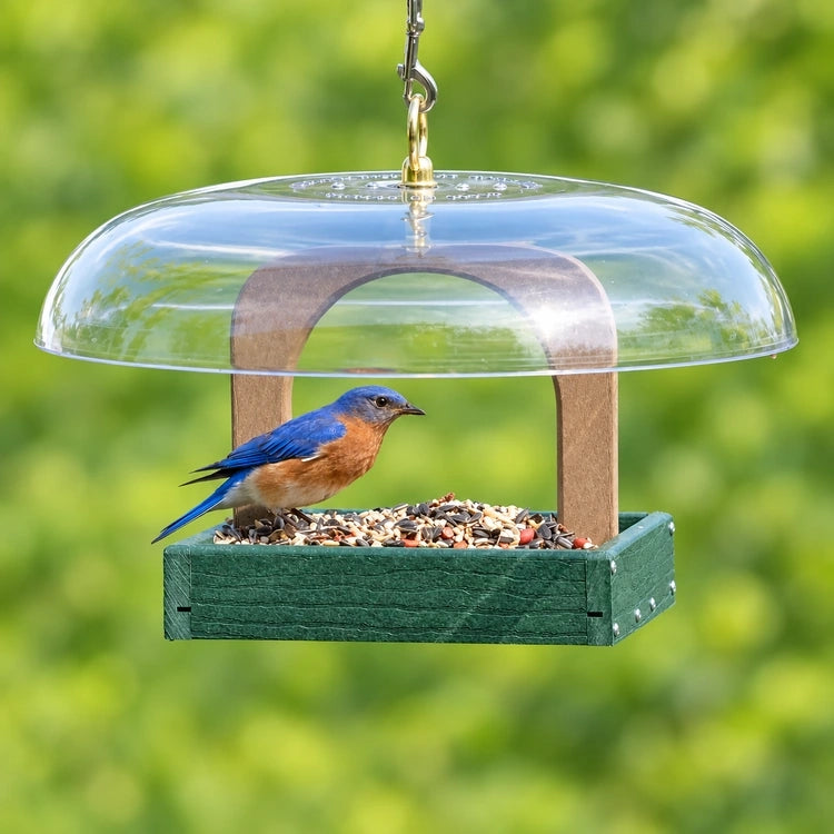 Male eastern bluebird perched beside mixed seed in a green platform feeder beneath a clear dome roof.