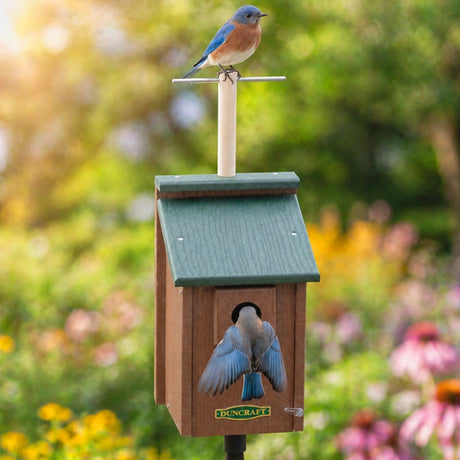 Duncraft Bird-Safe® Perch View Bluebird House & Pole with green roof, mounted in garden, features a lookout perch and bluebird entering the nest.