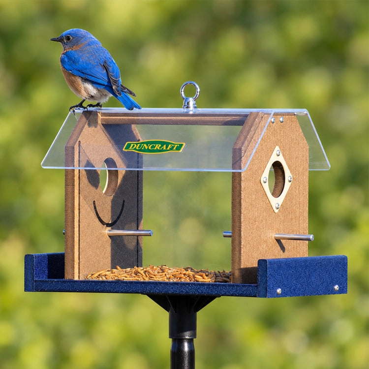 Male Eastern bluebird perched on the roof of a Duncraft mealworm feeder with clear viewing panels, brown sides and a blue feeding tray.