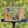Two Eastern bluebirds inside a Duncraft feeder, standing beside dried mealworms beneath a clear roof.