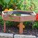 Bird baths for providing fresh water to birds. 