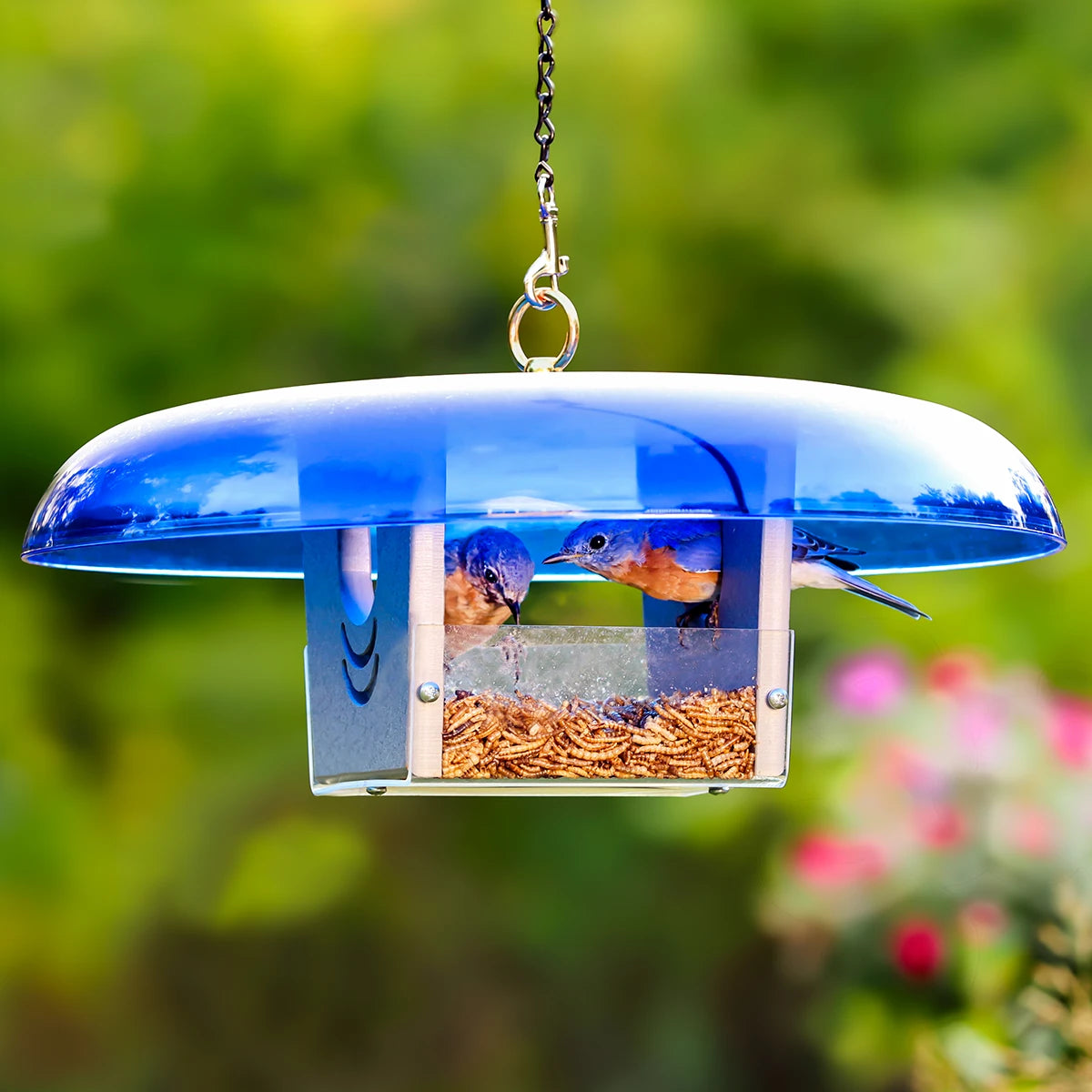 Duncraft Baffled Bluebird Mealworm Bird Feeder with blue dome roof, clear tray filled with mealworms, and two bluebirds feeding.