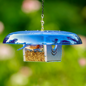 Duncraft Baffled Bluebird Mealworm Bird Feeder with blue roof, tray stocked with mealworms, and a songbird perched, against a blurred green yard backdrop.