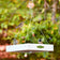 Duncraft Classic Bird Safe Platform Feeder, White, with three songbirds perched, showcasing its open design and wire suspension against a green foliage backdrop.