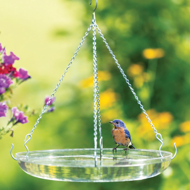 Clear hanging bird bath with bluebird perched on the rim, surrounded by colorful pink and yellow flowers in a sunny backyard garden.