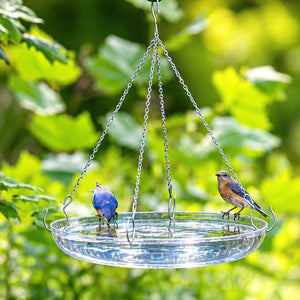 Clear hanging bird bath with two bluebirds drinking and a red cardinal perched above in a lush green backyard.