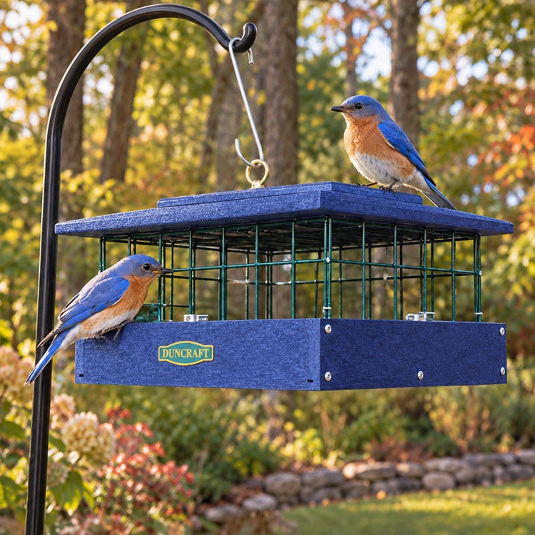 Two bluebirds perch on a blue Duncraft bird feeder filled with mealworms, surrounded by lush green foliage in the background.