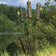 Cattail Wire Mesh Stake, Set of 3, featuring decorative mesh feeders for birds to cling and feed, designed for easy filling and backyard placement.