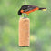 Baltimore Oriole pecks at Peanut Delight Suet Log, a cylindrical suet feeder with a no-melt formula, ideal for attracting various bird species year-round.