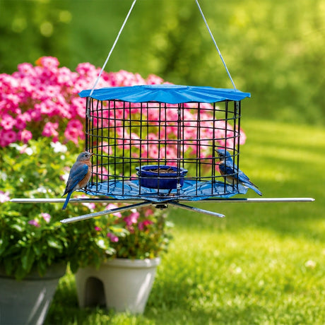 Erva Baffled Bluebird Feeder with Perch Accessory, featuring six perches and a caged design, with a bluebird inside.