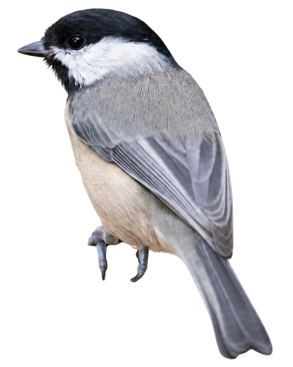 Black-capped chickadee with a black cap, white cheeks, and soft gray feathers.