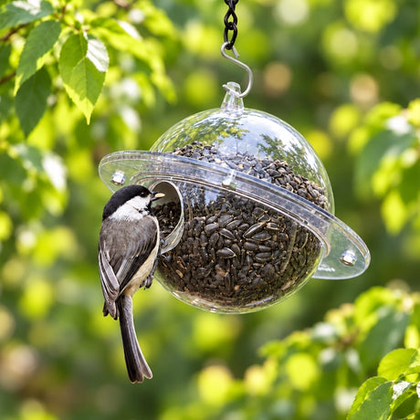 Bird perched on a transparent bird feeder filled with seeds against a green foliage background