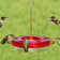 12 oz. Hummerfest Hummingbird Feeder with multiple feeding ports, hosting five hummingbirds, features rain overflow, ant moat, and clear basin for easy nectar viewing.