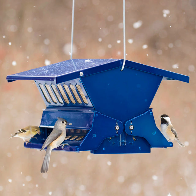 Electric Blue Absolute II bird feeder with three songbirds perched; features dual chambers, weight-activated perches, and a locking roof against a snowy backdrop.
