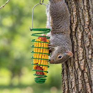 Gray squirrel hanging upside down on a tree and eating corn from a green spiral feeder against softly blurred foliage.