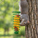 Gray squirrel hanging upside down on a tree and eating corn from a green spiral feeder against softly blurred foliage.