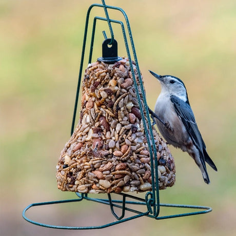 White-breasted nuthatch clinging to a Mr. Bird Seed Bell Hanger holding a seed bell.