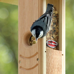 White-breasted nuthatch removing a mealworm from a cedar hanging feeder.