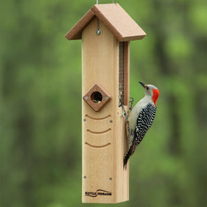 Red-bellied woodpecker clinging to a hanging sunflower seed feeder with protective wire mesh.