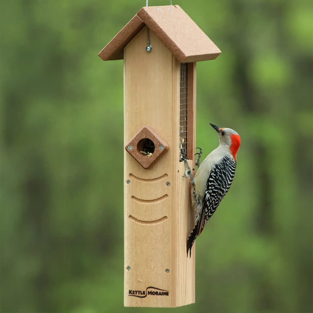 Red-bellied woodpecker clinging to a hanging sunflower seed feeder with protective wire mesh.