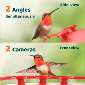 Hummingbird interacting with a red feeder from two angles, side and front view, on a green background.