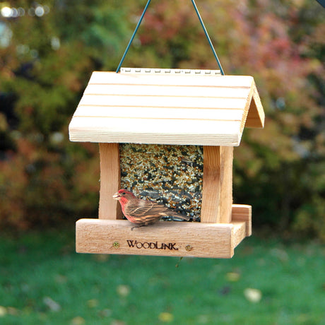 Deluxe Cedar Hopper Feeder, Mini, hangs outdoors with a house finch feeding. Made from cedar, it features dual trays and clear panels for seed visibility.