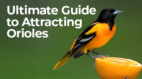 Baltimore Oriole perched on an orange with text 'Ultimate Guide to Attracting Orioles' on a green background