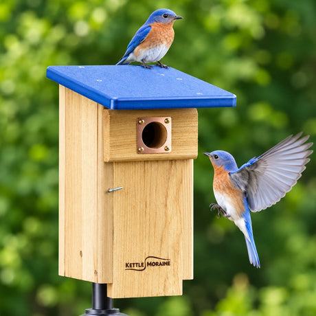 Eastern Bluebirds using a cedar nesting box designed for successful backyard bluebird nesting.
