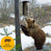 Bear standing beneath a hanging Bear Proof Bird Feeder in a snowy woodland, with a bear-resistant badge.