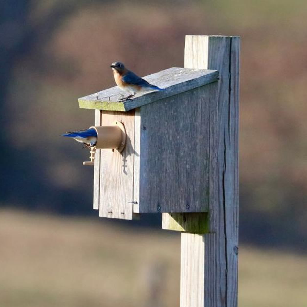Screw Mount Birdhouse Guardian installed on a wooden nest box, with two Eastern Bluebirds; one perched on the roof, another entering the hole.