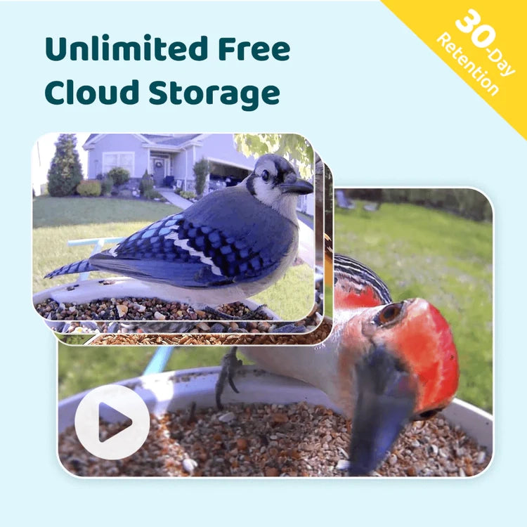 Birdfy Blue Bird Feeder 1 with Camera: Promo image showcasing AI bird recognition, unlimited cloud storage, and dual-mode night vision, featuring blue jay and woodpecker snapshots.