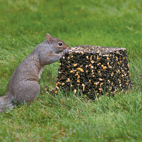 Squirrel Foods