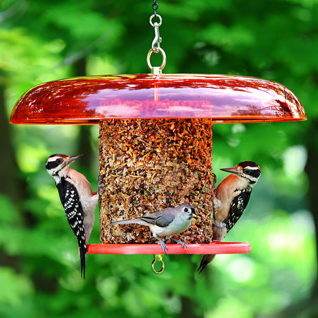 Fruit & Nut Feeders