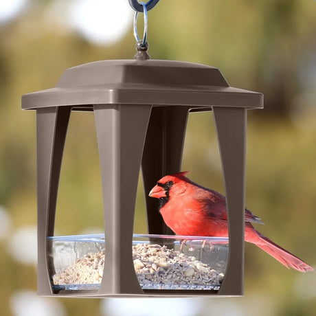 Nature's Way Dine-in Hanging Plastic Fly Through Bird Feeder with red Northern Cardinal, open-sided tray design, and built-in drainage for fresh birdseed.